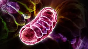 Leucine enhances mitochondrial energy production, study finds