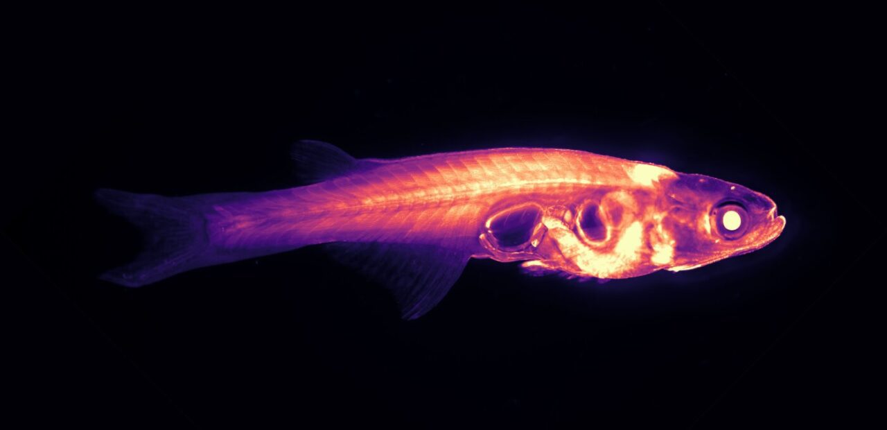 Brain research lab shifts focus from fruit flies to transparent fish