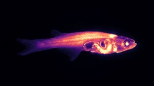 Brain research lab shifts focus from fruit flies to transparent fish