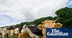 Cows on tracks disrupt UK's busiest intercity rail line