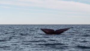 Deepest whale graveyard discovered in Indian Ocean