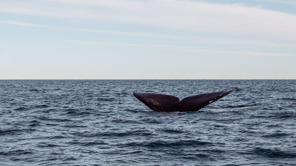 Deepest whale graveyard discovered in Indian Ocean