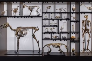 Digital reconstruction preserves skeleton of rarest marine mammal