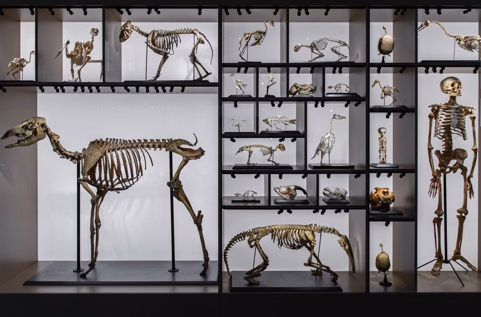 Digital reconstruction preserves skeleton of rarest marine mammal