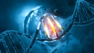 EXO1 gene overproduction may reveal cancer treatment target