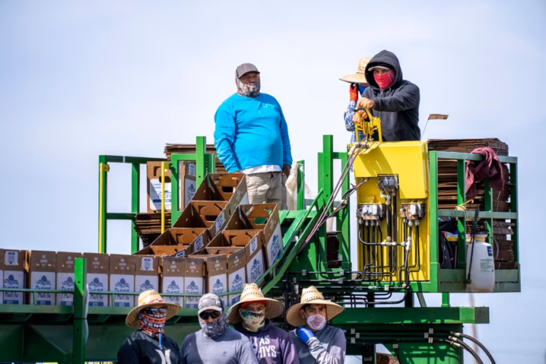 Farm workers face high risk in US south-west screwworm outbreak