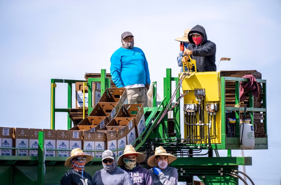 Farm workers face high risk in US south-west screwworm outbreak