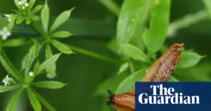 Farmers use slug prediction maps to reduce pesticide use