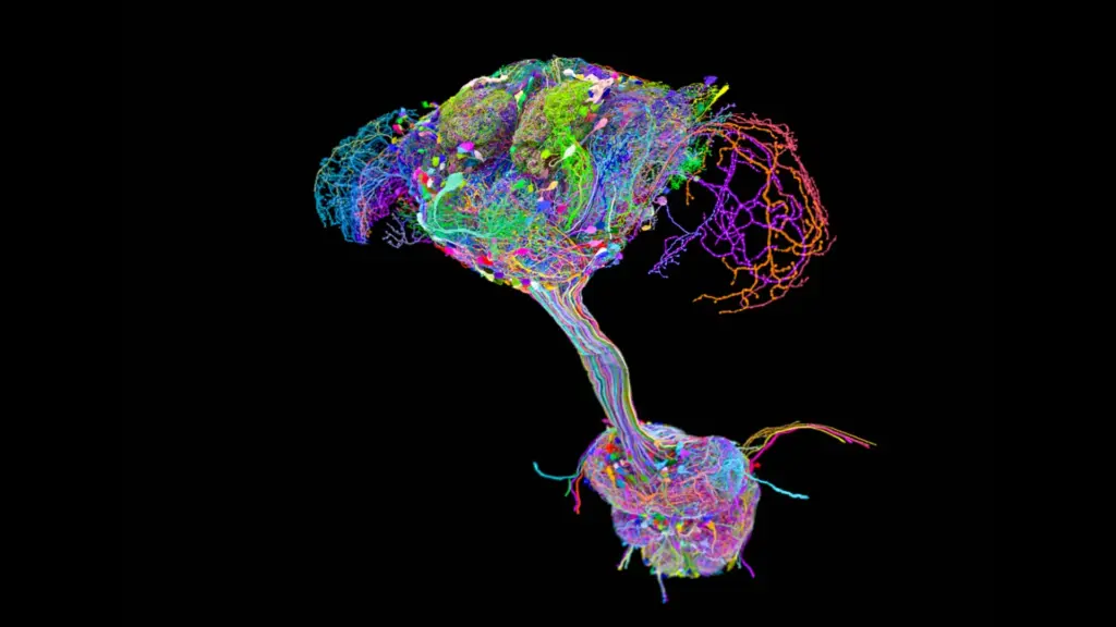 Fruit fly neural map reveals distributed motor control