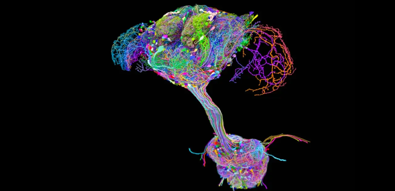 Fruit fly neural map reveals distributed motor control