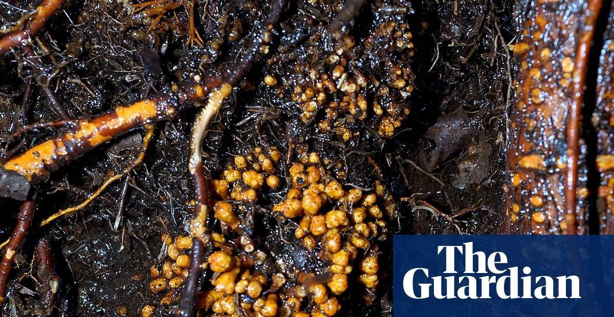 Fungi networks span 110 quadrillion km, global map reveals