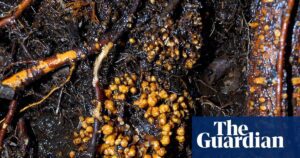 Fungi networks span 110 quadrillion km, global map reveals