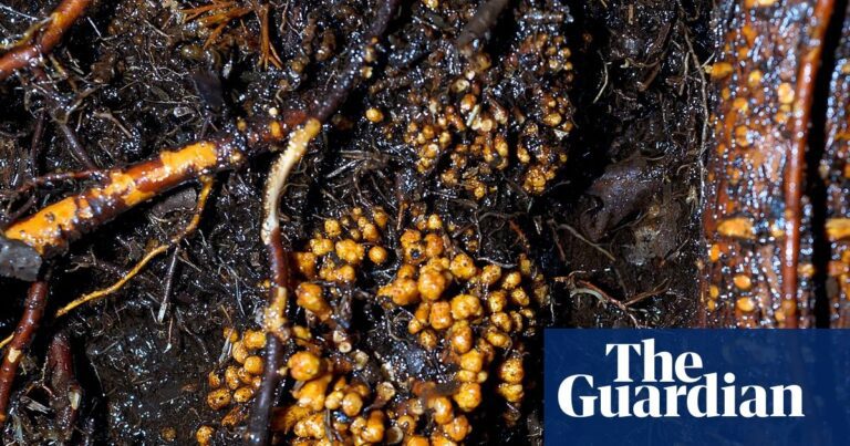 Fungi networks span 110 quadrillion km, global map reveals