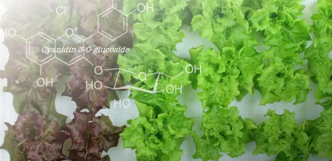 Genome editing turns red lettuce green, boosts other flavonoids