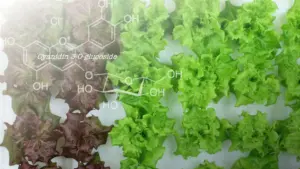 Genome editing turns red lettuce green, boosts other flavonoids