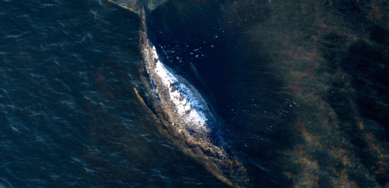 Germany's humpback whale likely lived 5 days after rescue attempt