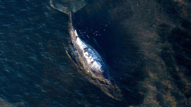 Germany's humpback whale likely lived 5 days after rescue attempt
