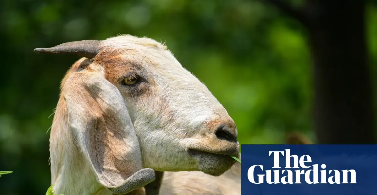 Goats can locate food by following human voice, study finds