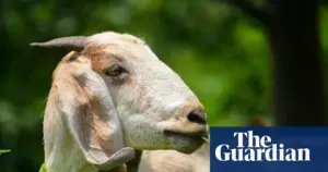 Goats can locate food by following human voice, study finds