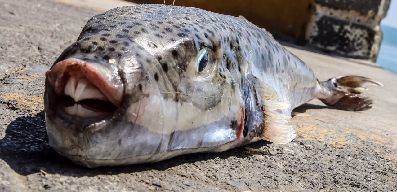 Greece pays fishermen to catch toxic toadfish invading Mediterranean