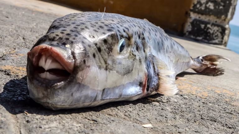 Greece pays fishermen to catch toxic toadfish invading Mediterranean