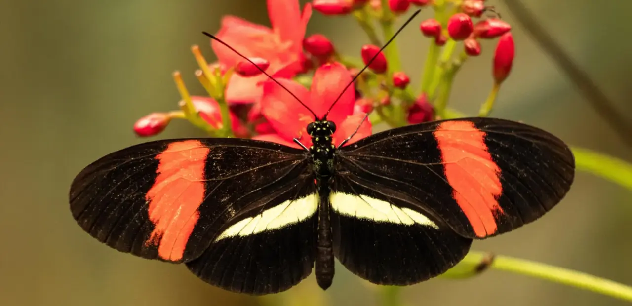 Heliconius butterflies show slowed aging, offer longevity clues