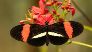 Heliconius butterflies show slowed aging, offer longevity clues