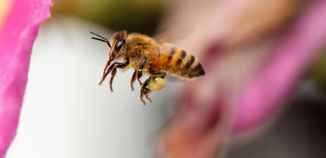Honey bees follow precise personal flight paths, study finds