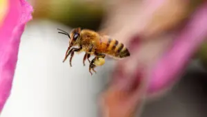 Honey bees follow precise personal flight paths, study finds