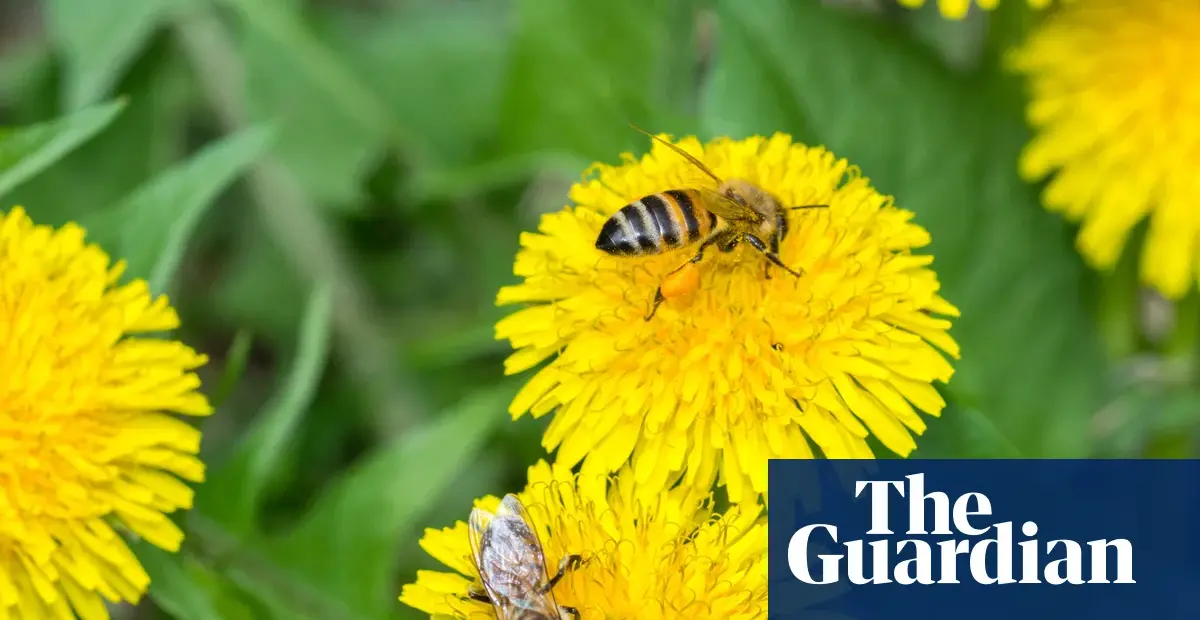 Honeybees blend special 'baby food' for balanced larval diet, study finds