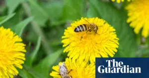 Honeybees blend special 'baby food' for balanced larval diet, study finds