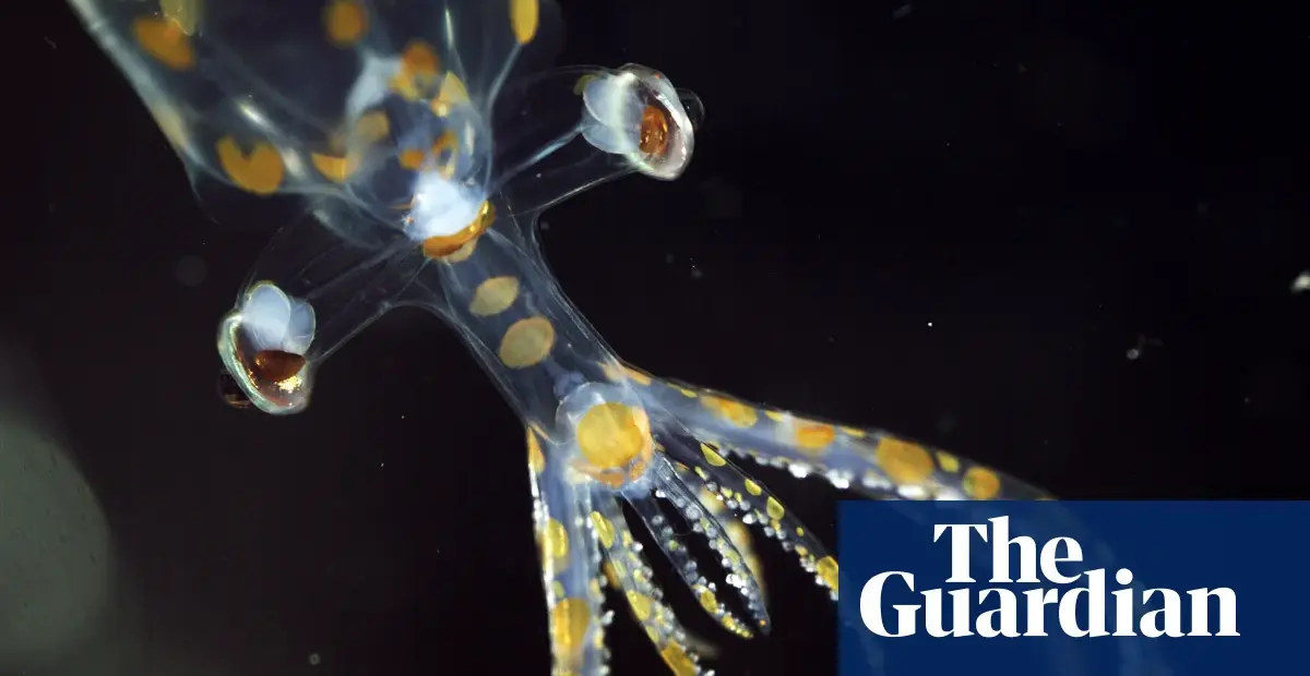 Marine expedition discovers 31 new species in two weeks off Brazil