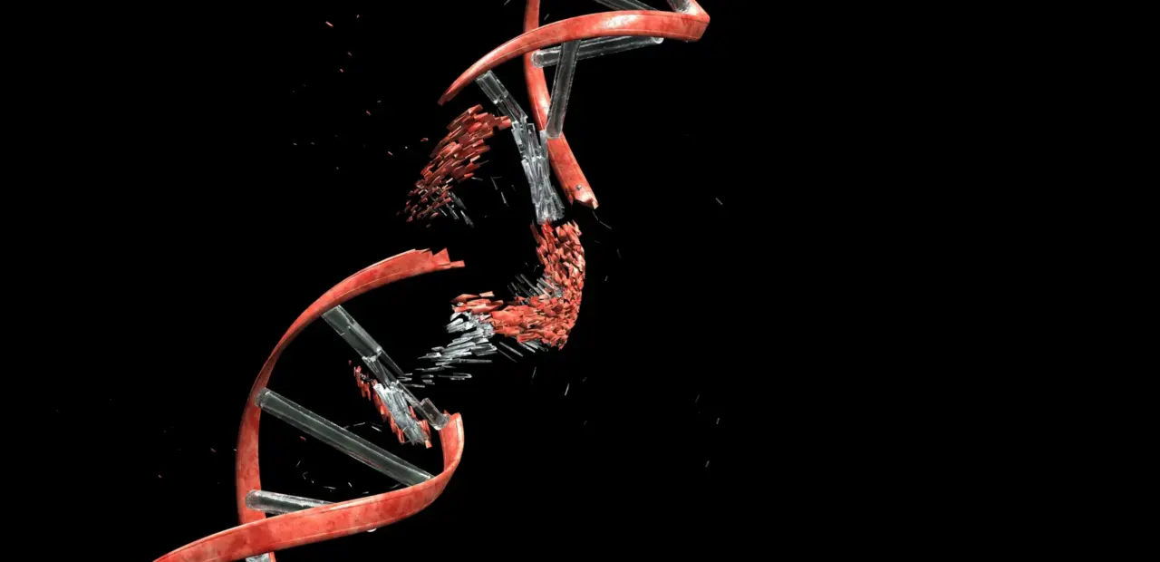 Neurons break and repair DNA during brain development, study finds