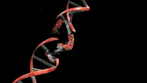 Neurons break and repair DNA during brain development, study finds