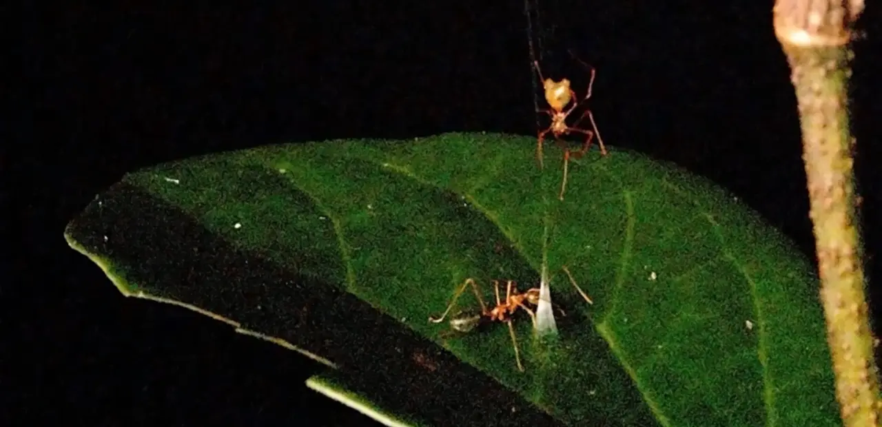 New Ballista Spider Uses Silk Catapult to Capture Green Tree Ants