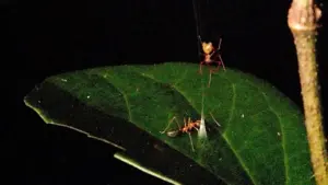 New Ballista Spider Uses Silk Catapult to Capture Green Tree Ants