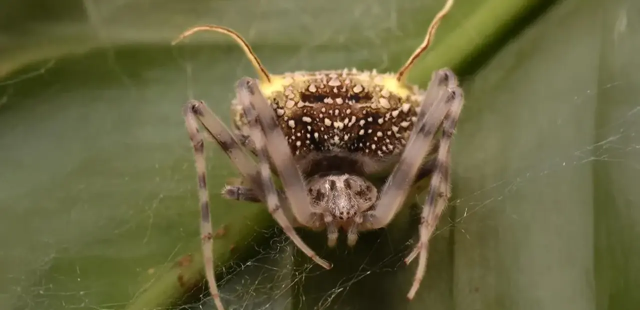 New cave spider species named in Oregon ceremony