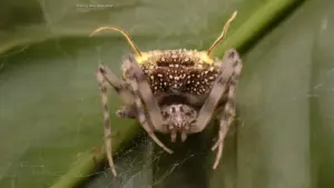 New cave spider species named in Oregon ceremony