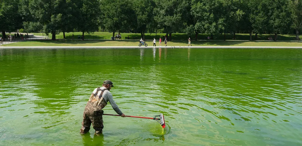 Reflecting Pool Algae Bloom Leads to Arrests, Trump Blames Vandals