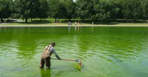 Reflecting Pool Algae Bloom Leads to Arrests, Trump Blames Vandals