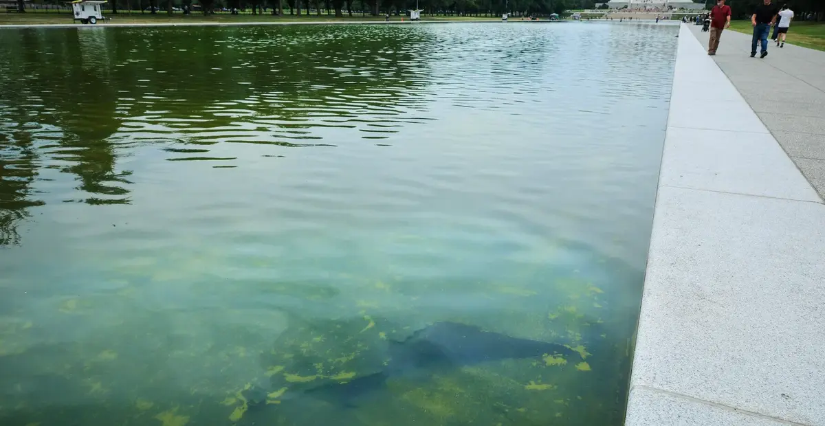 Reflecting Pool Renovation Faces Algae and Surface Peeling, Trump Cites Vandalism