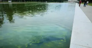 Reflecting Pool Renovation Faces Algae and Surface Peeling, Trump Cites Vandalism