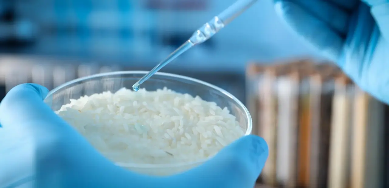 Rice grain behavior inspires new smart material, scientists report