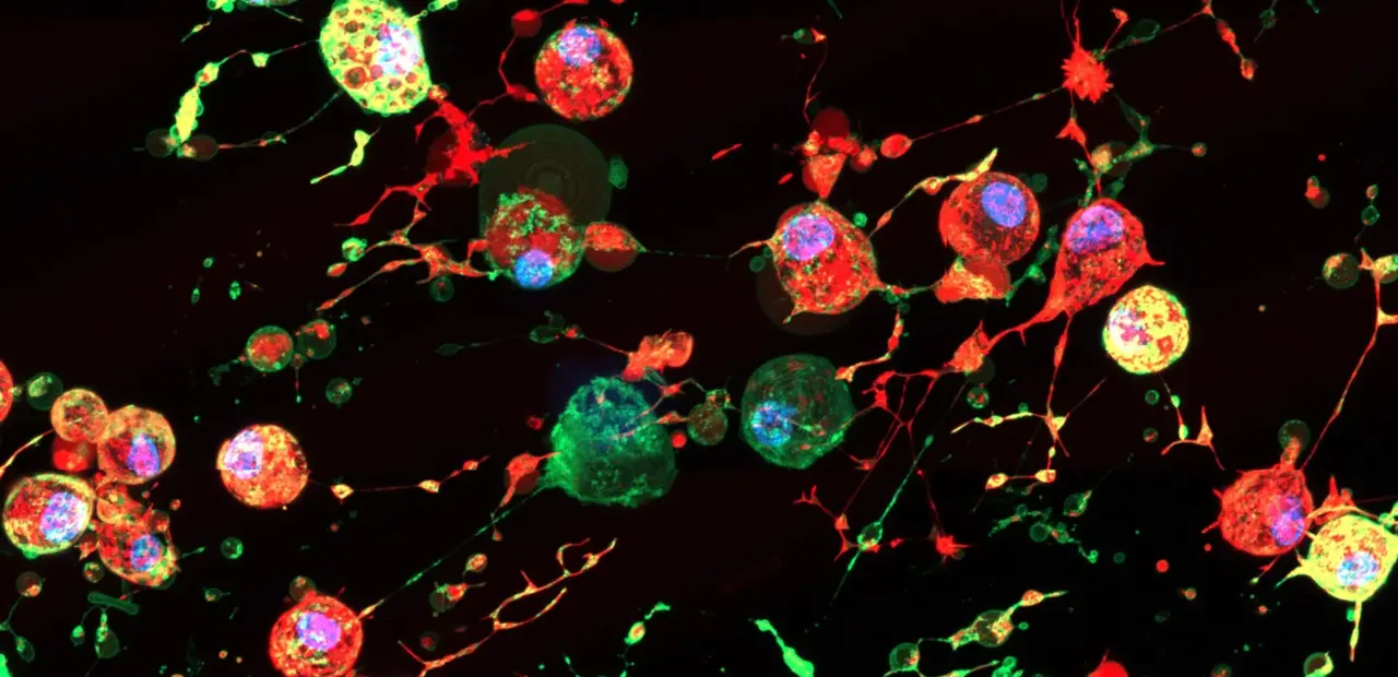 Scientists discover cell death 'footprints' that viruses may exploit