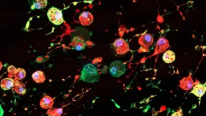 Scientists discover cell death 'footprints' that viruses may exploit