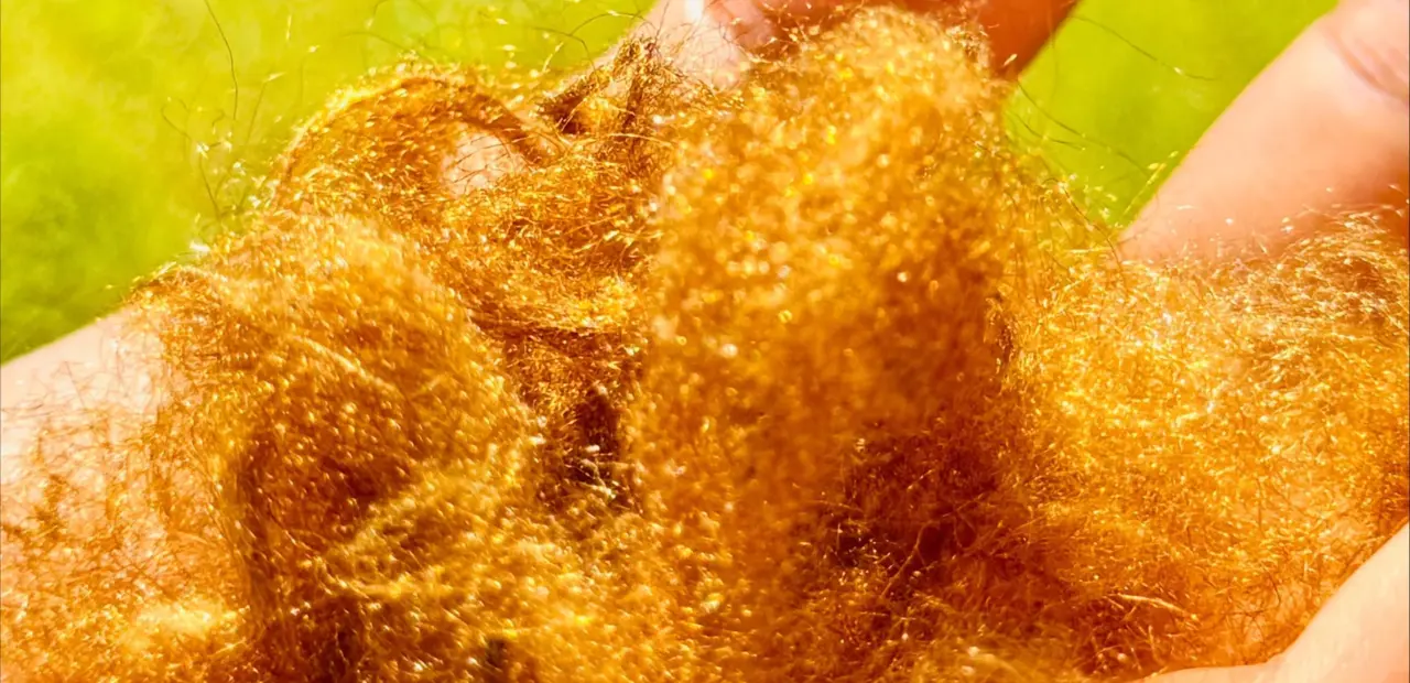 Scientists recreate ancient golden sea silk, reveal color secret