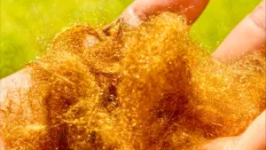 Scientists recreate ancient golden sea silk, reveal color secret