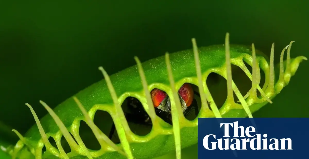Scientists reveal mechanism behind Venus flytrap’s rapid snap