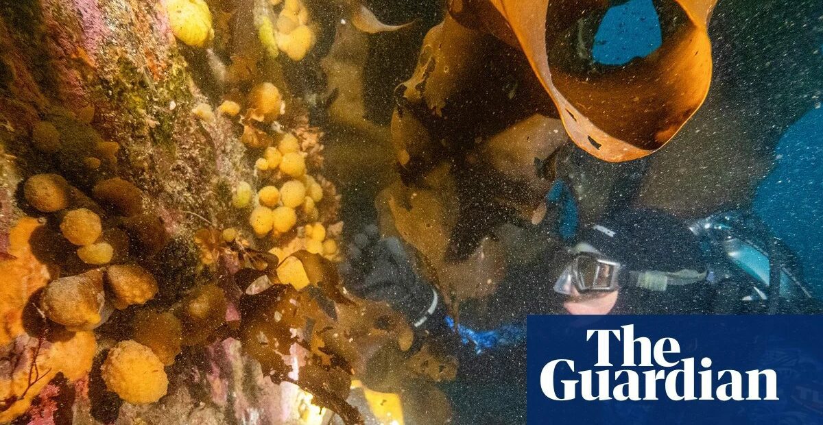 Sea squirt toxins show potential for melanoma treatment, researchers report