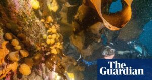 Sea squirt toxins show potential for melanoma treatment, researchers report